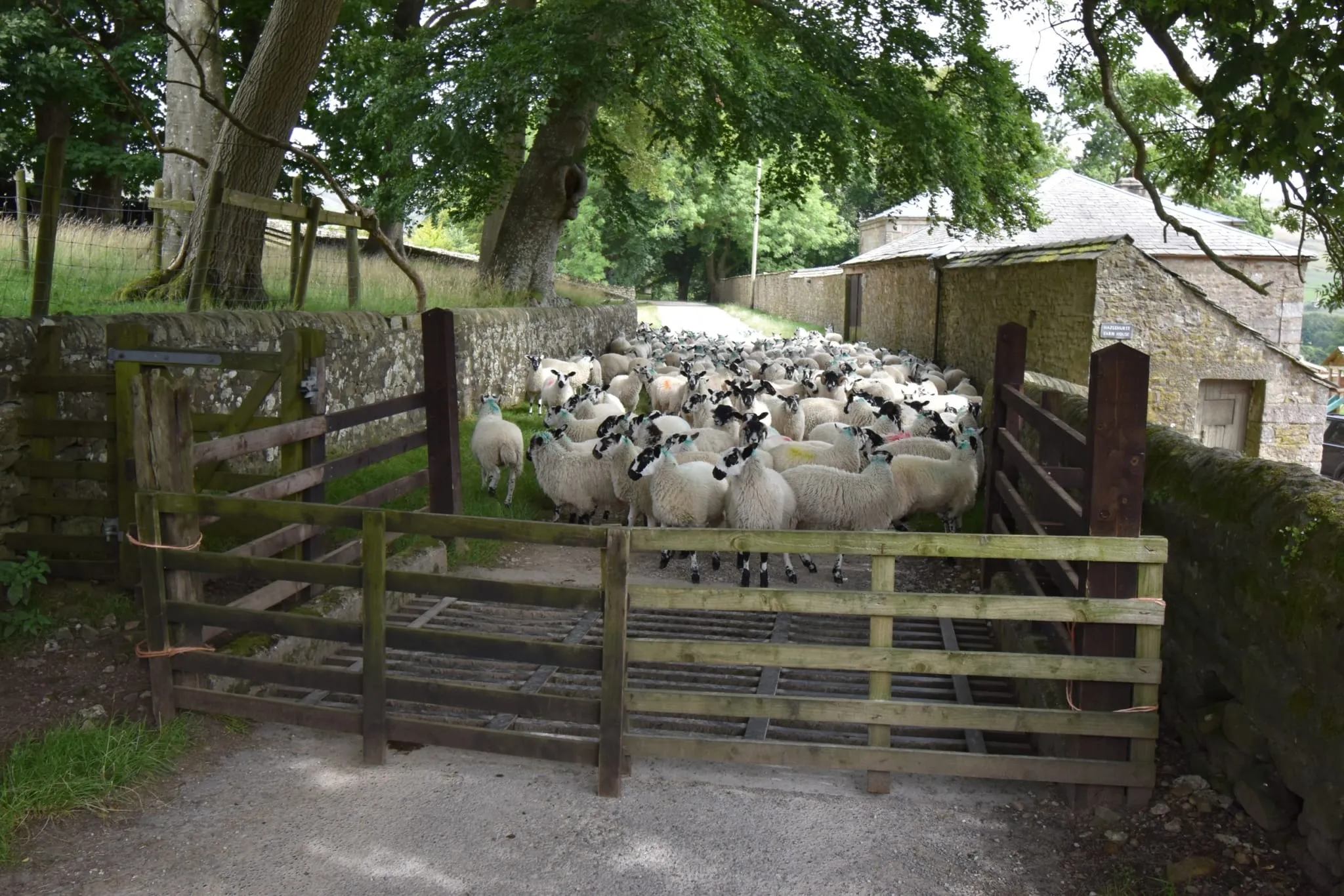 Bleasdale walk (7)
