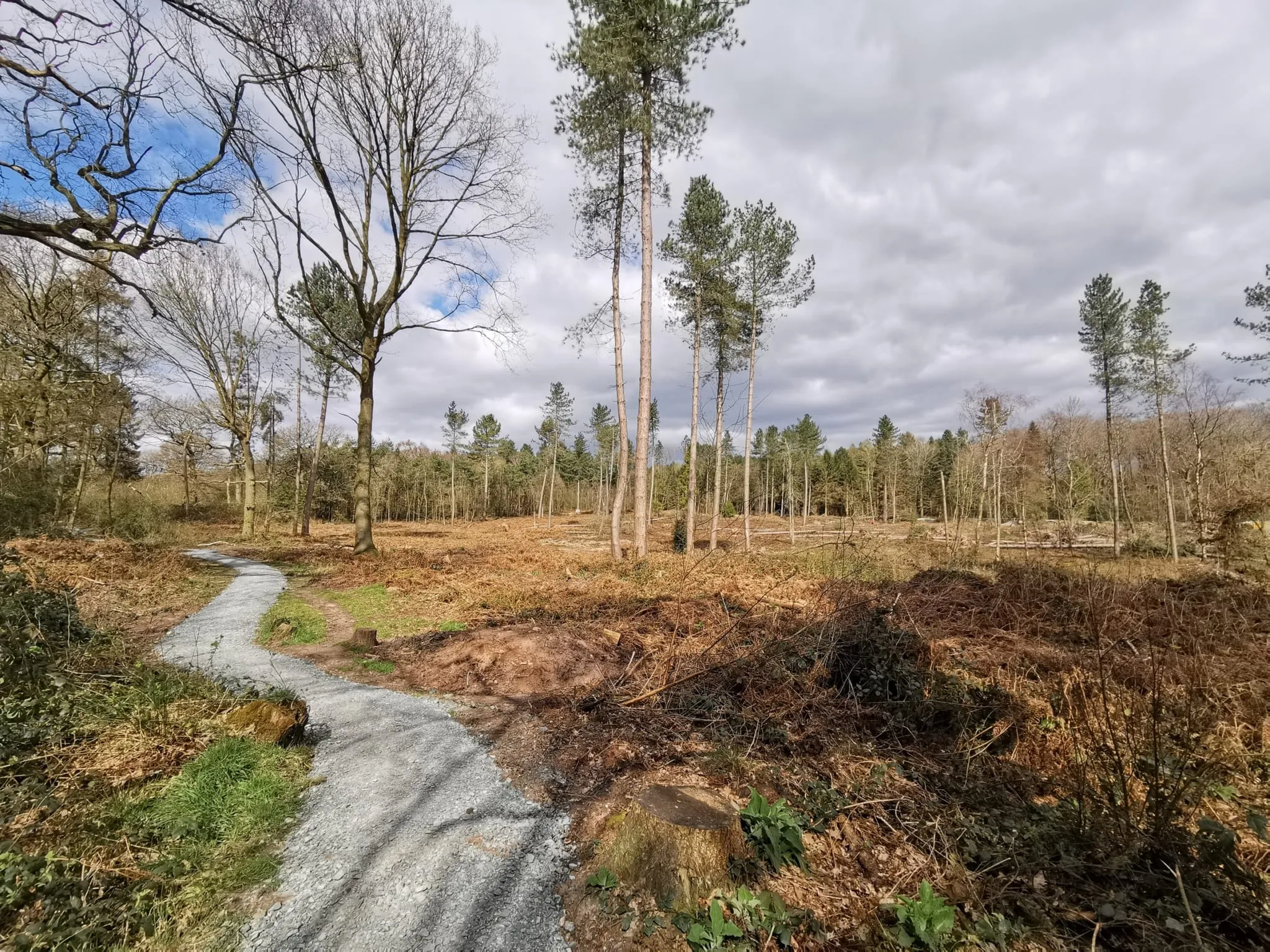Delamere Forest Walk (30)