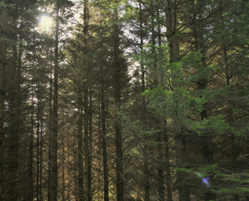 Gisburn-Forest