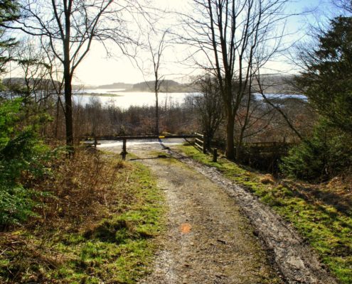 gisburn-forest-trees