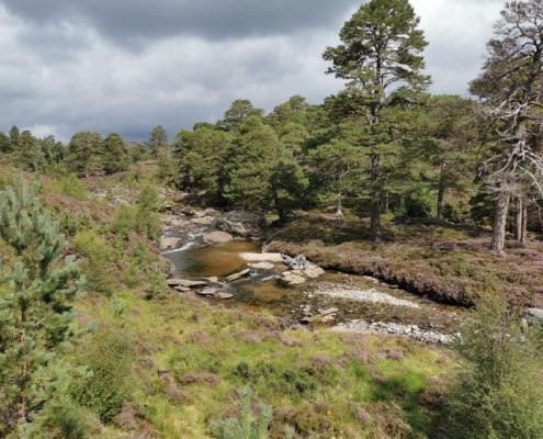 Linn of Dee (14)